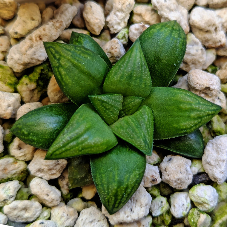 Haworthia PP636 hybrid series #38