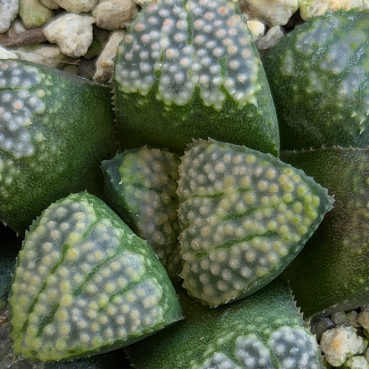 Haworthia 