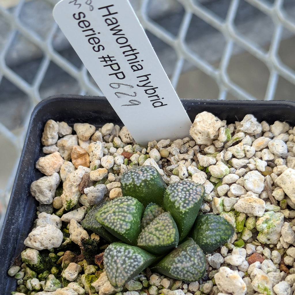 Haworthia "TetraTreasures" PP629 groenewaldii hybrid series #38