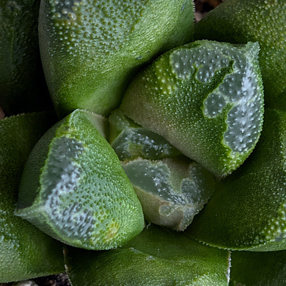 Haworthia PP657  hybrid series #38