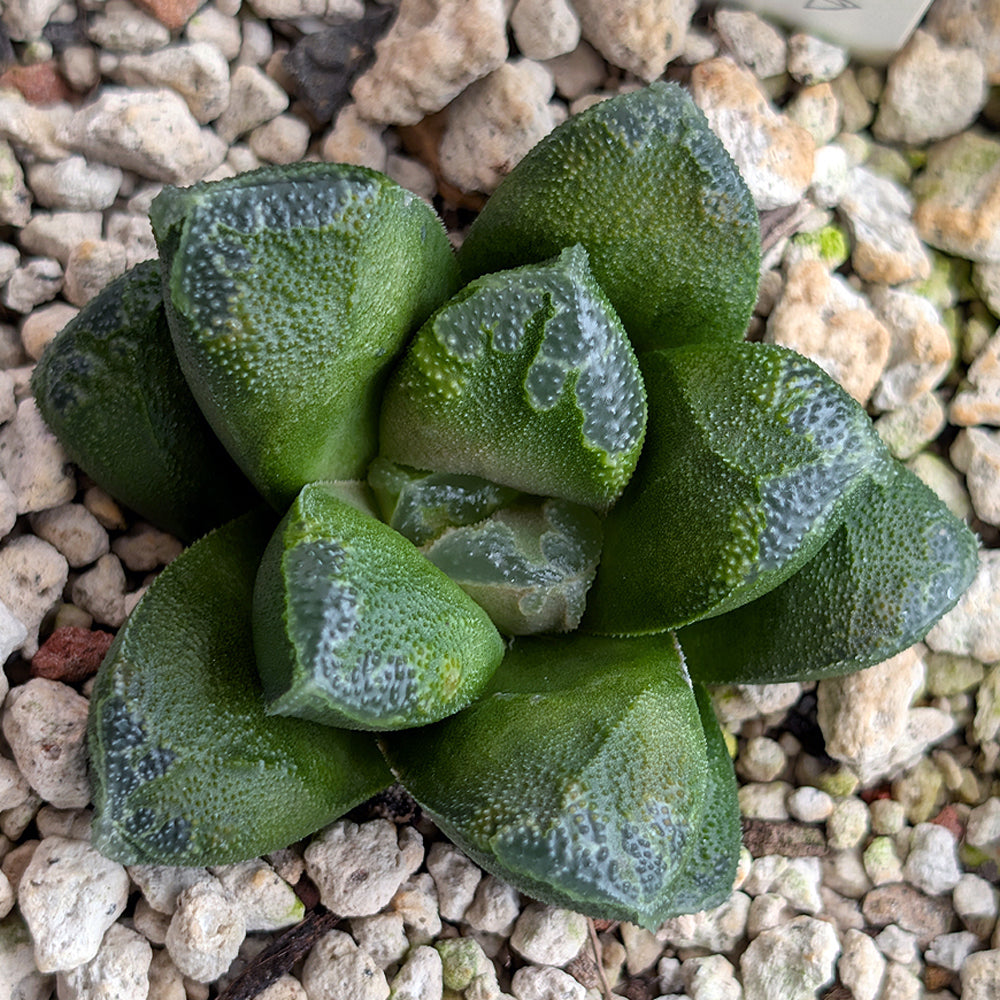 Haworthia PP657  hybrid series #38