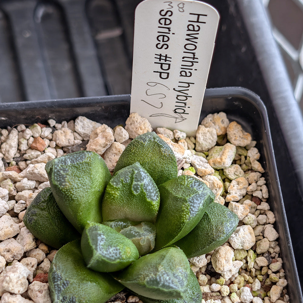 Haworthia PP657  hybrid series #38