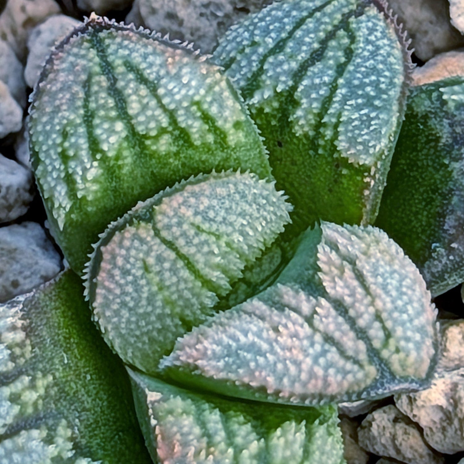 Haworthia PP680 hybrid series #38