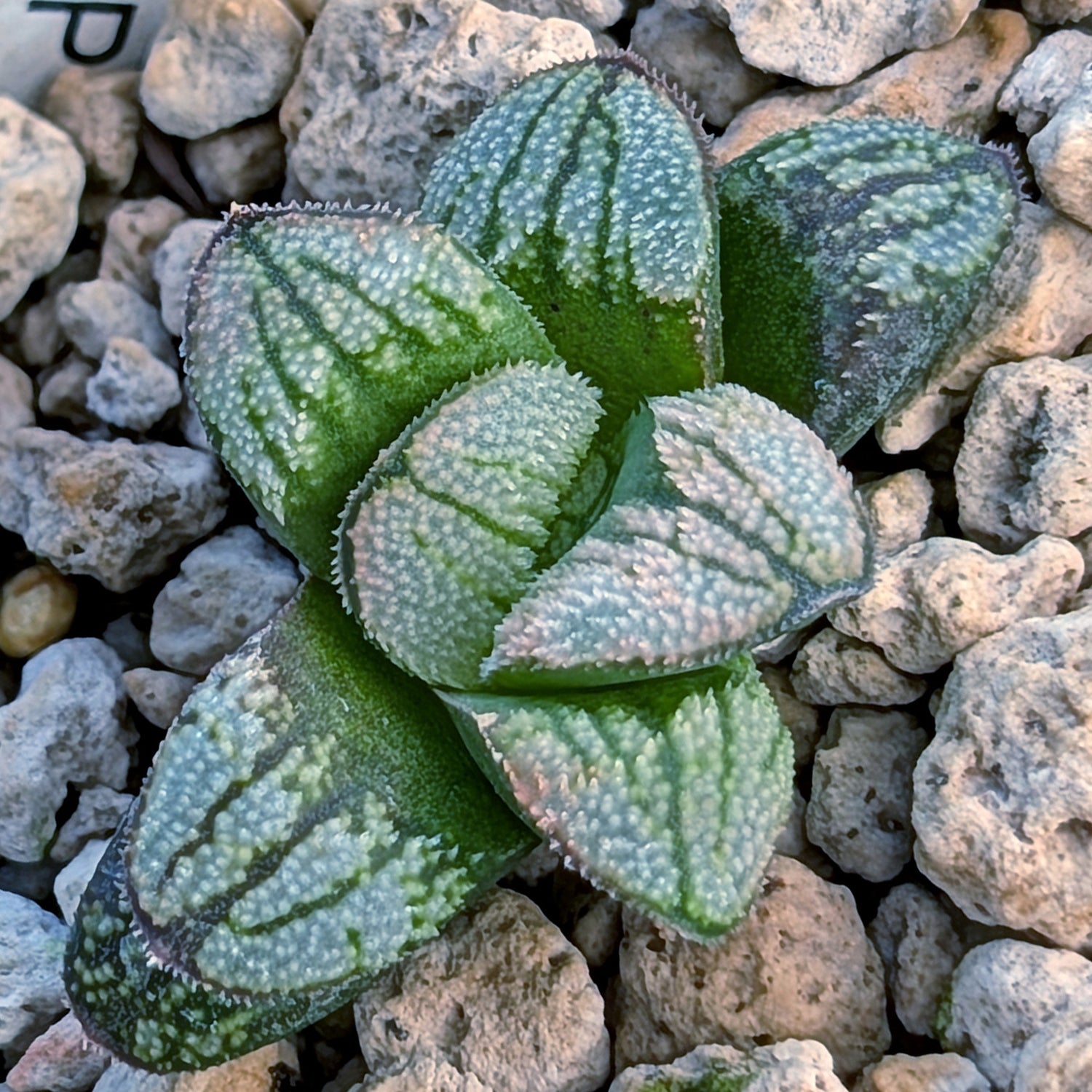 Haworthia PP680 hybrid series #38