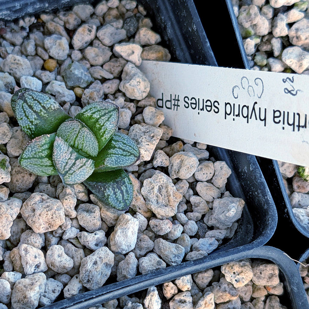 Haworthia PP680 hybrid series #38