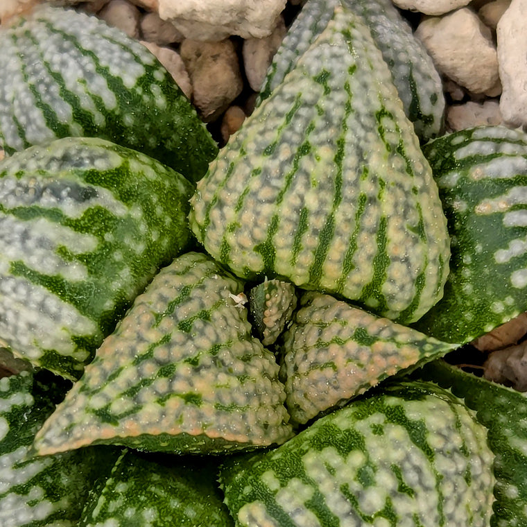 Haworthia  hybrid series PP203 #39