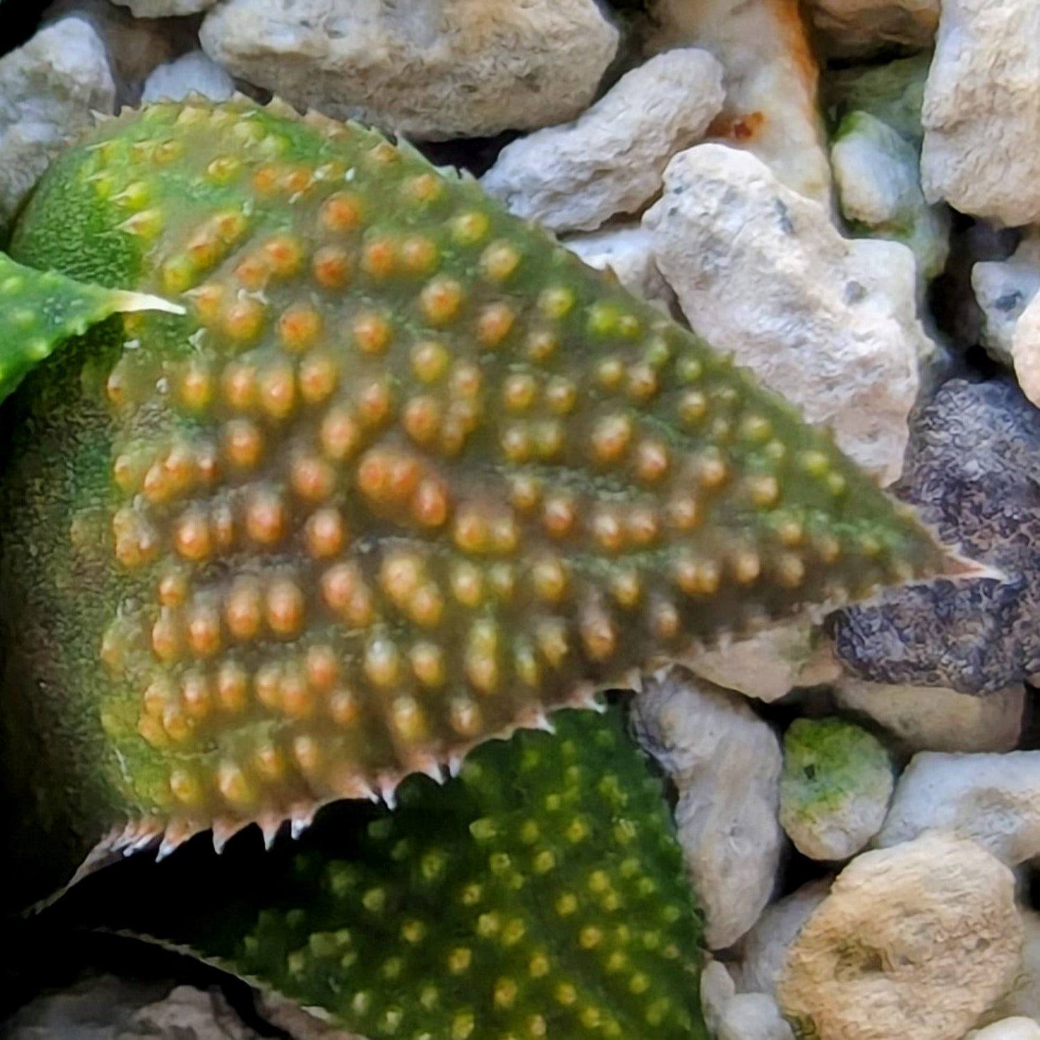Haworthia PP619 hybrid series #39