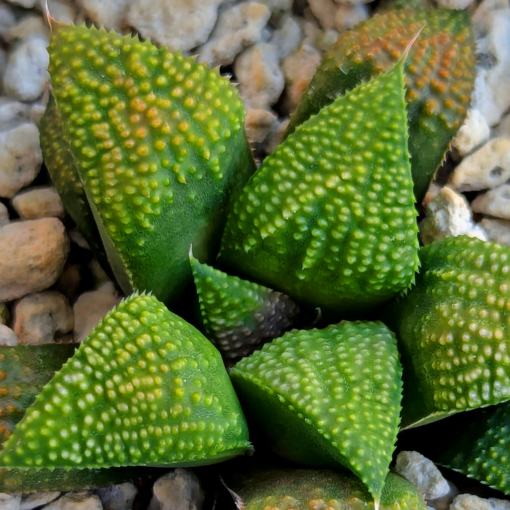 Haworthia PP619 hybrid series #39