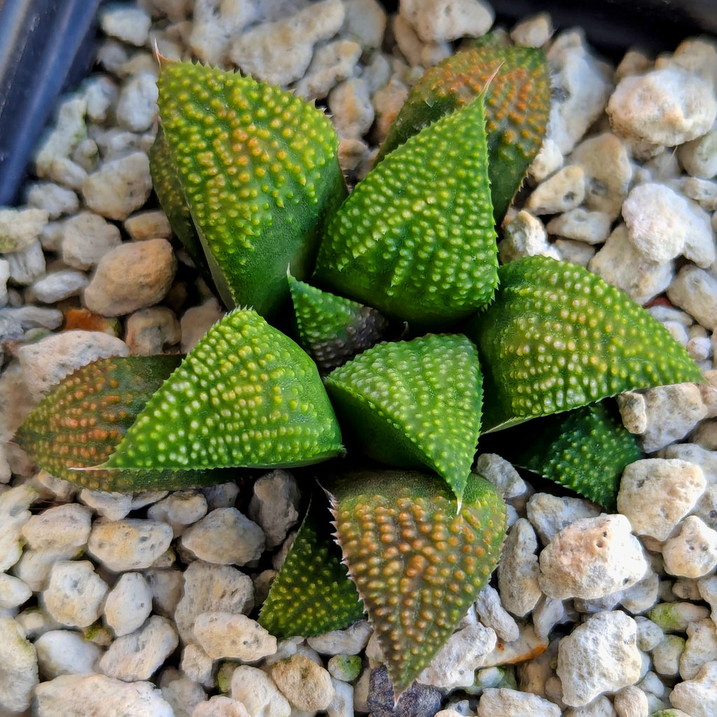 Haworthia PP619 hybrid series #39