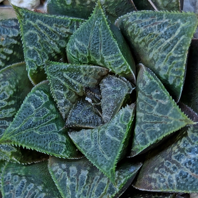 Haworthia PP326 hybrid series #39