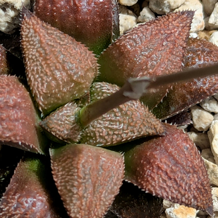 Haworthia  hybrid series PP584 #39