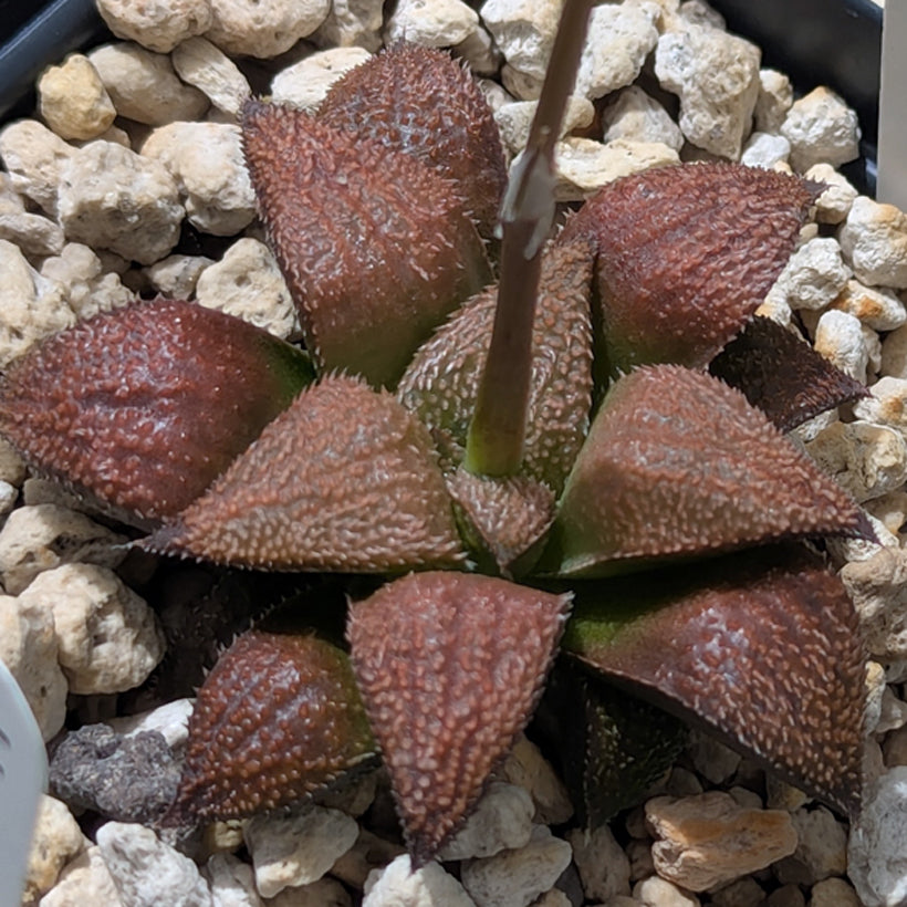 Haworthia  hybrid series PP584 #39