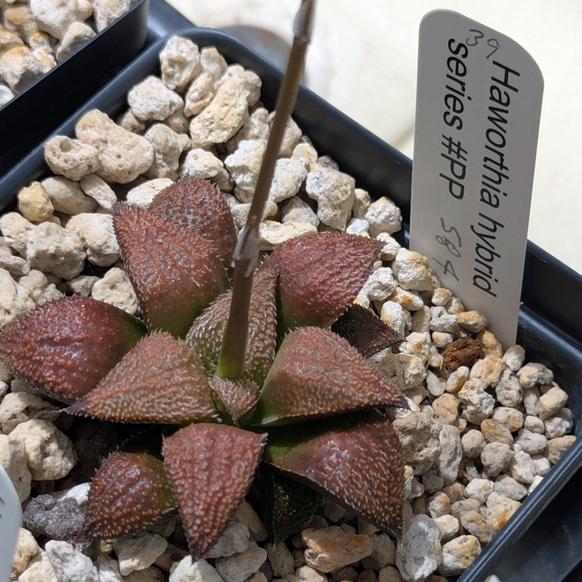 Haworthia  hybrid series PP584 #39