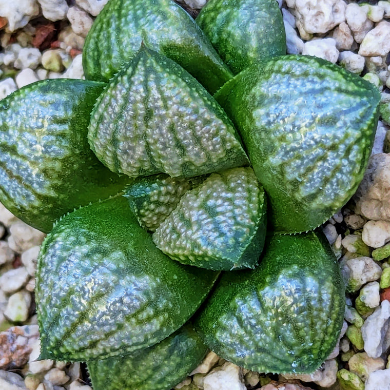 Haworthia 