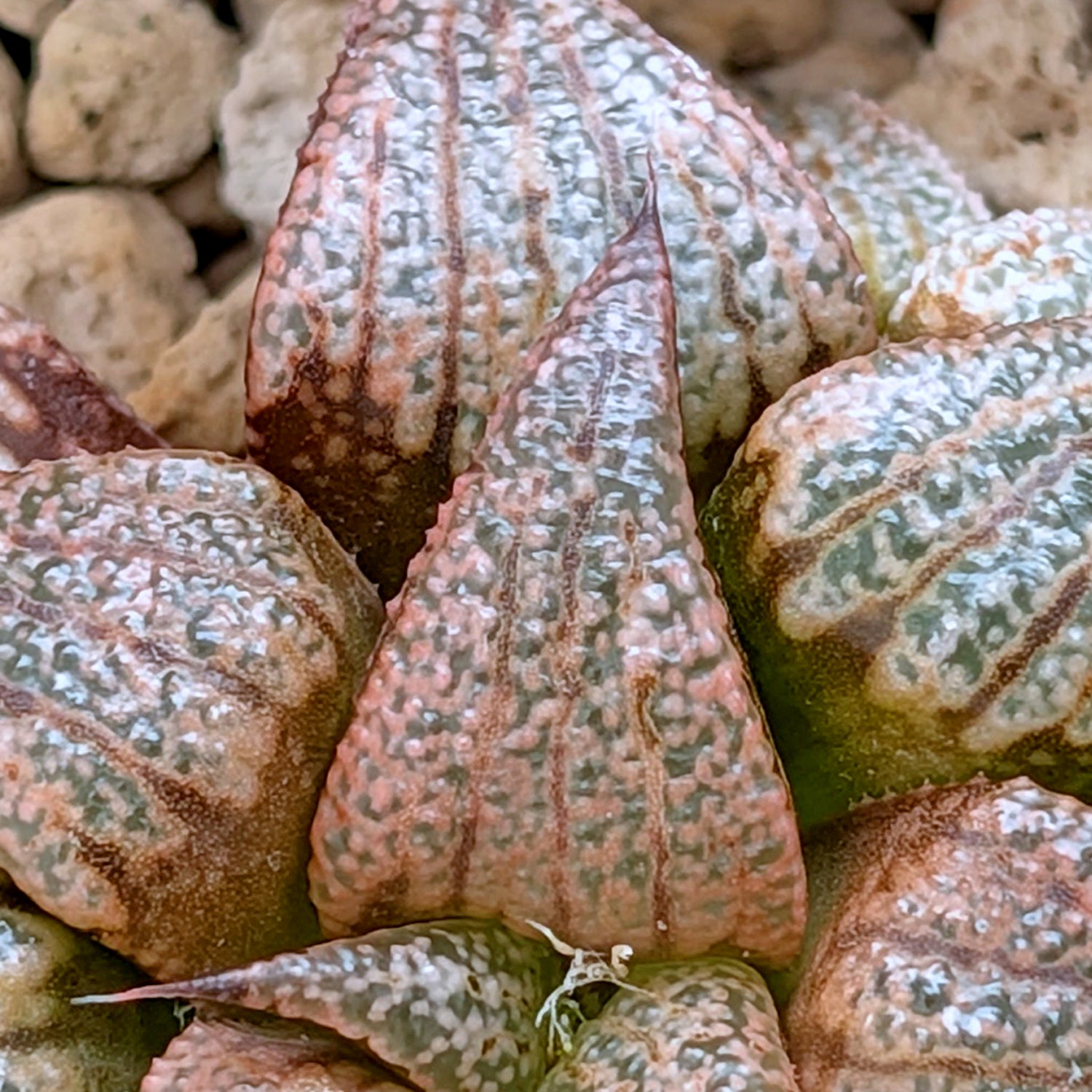 Haworthia hybrid series PP203 #39 9 year old plant