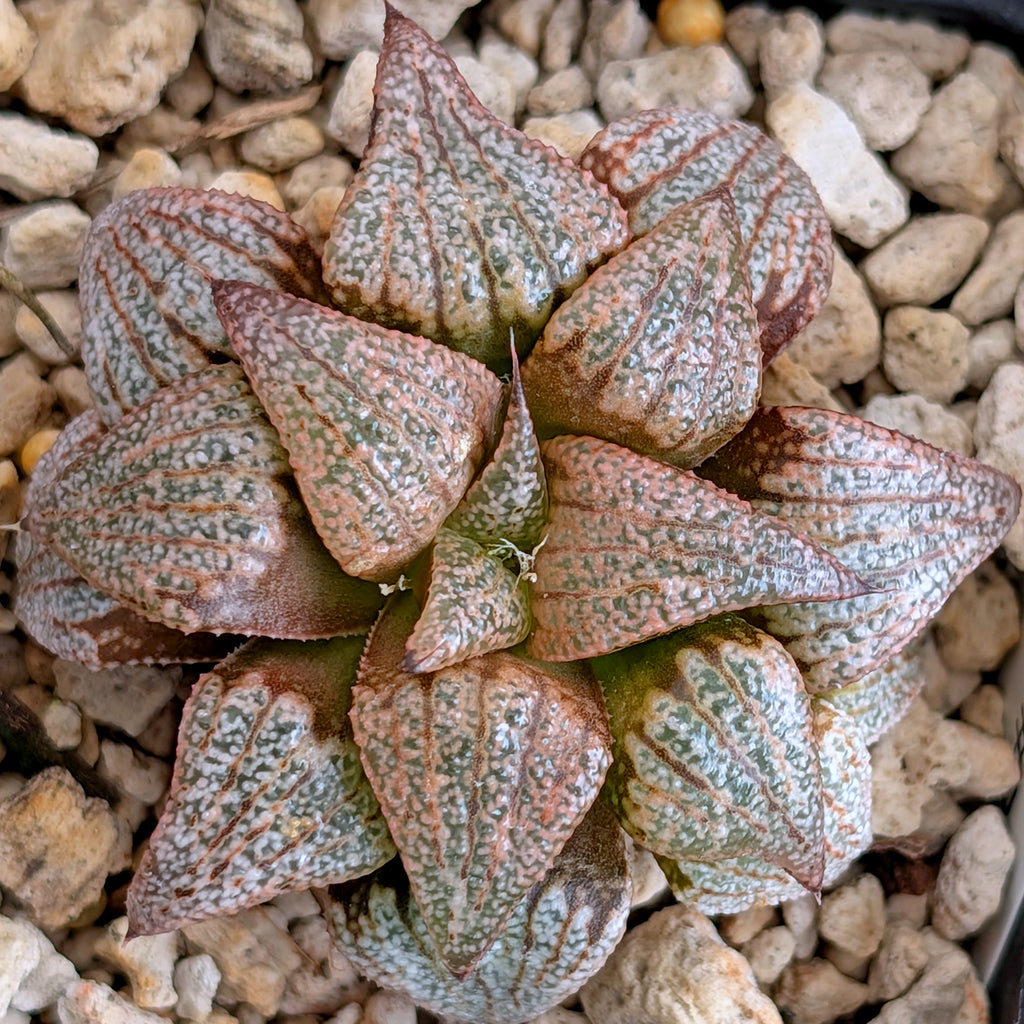 Haworthia hybrid series PP203 #39 9 year old plant