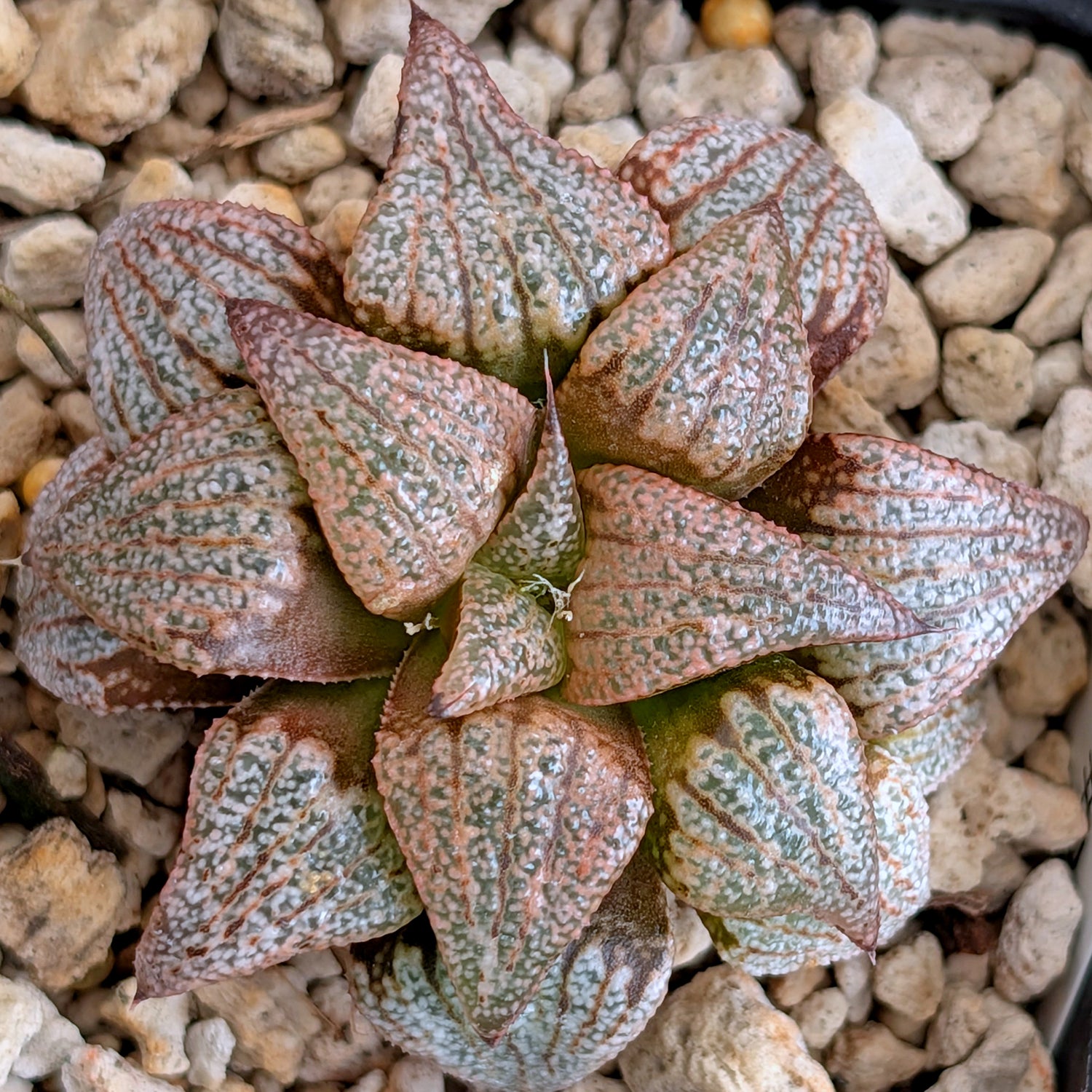 Haworthia hybrid series PP203 #39 9 year old plant