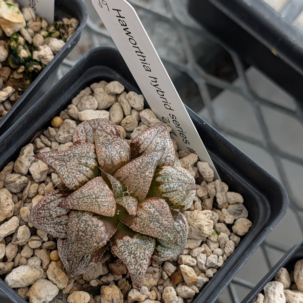 Haworthia hybrid series PP203 #39 9 year old plant