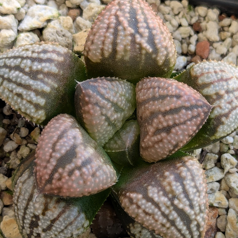 Haworthia 