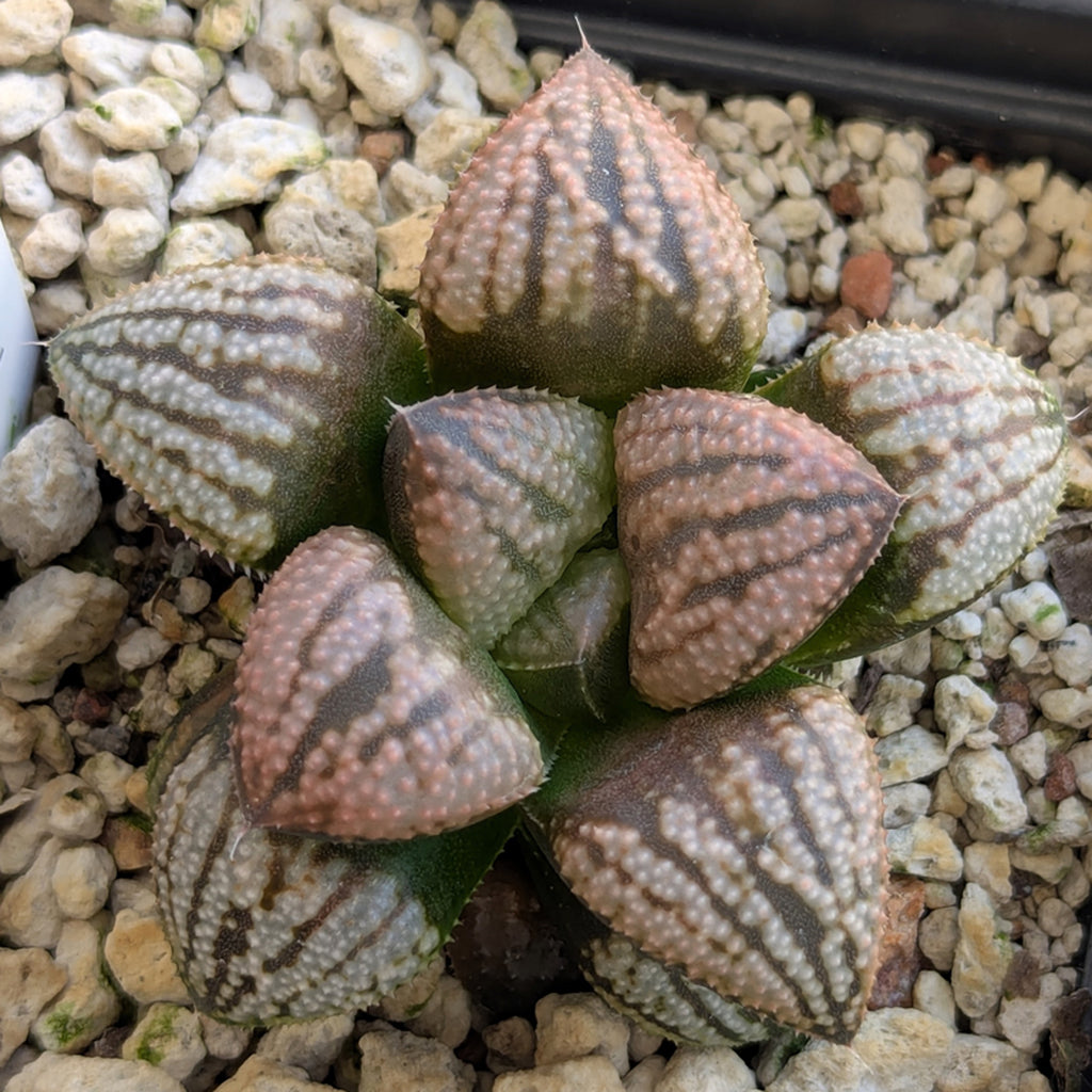 Haworthia "TetraTreasures" PP634 hybrid series #39