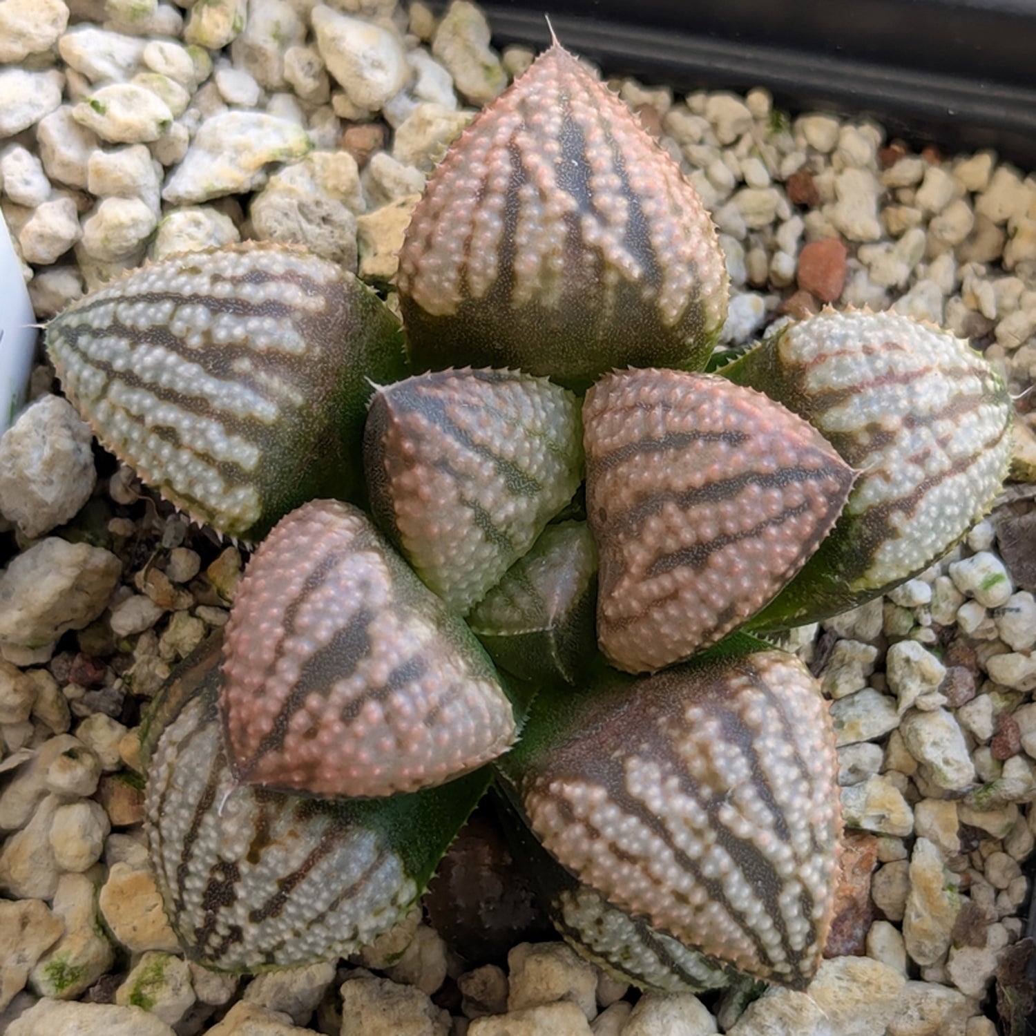 Haworthia "TetraTreasures" PP634 hybrid series #39