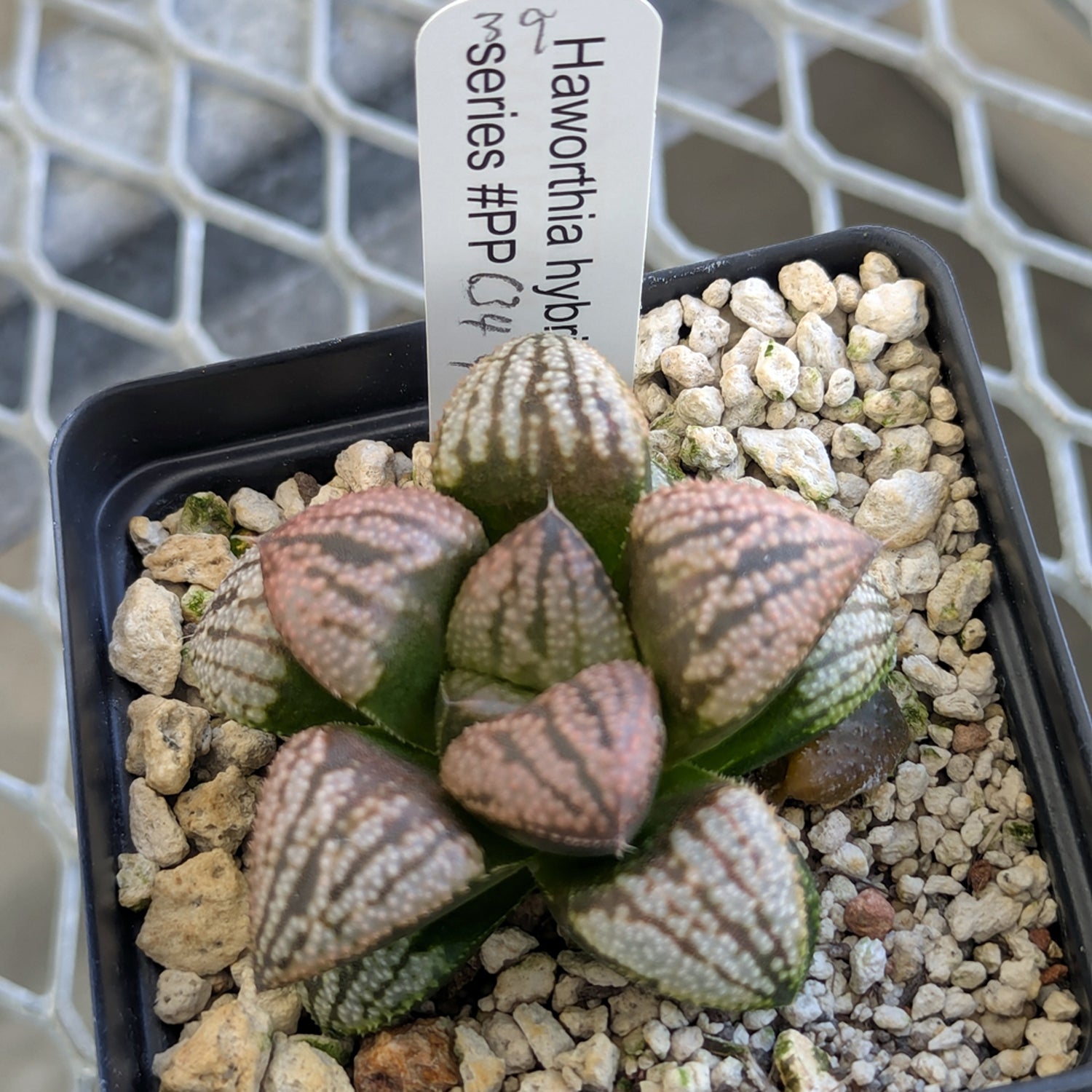 Haworthia "TetraTreasures" PP634 hybrid series #39