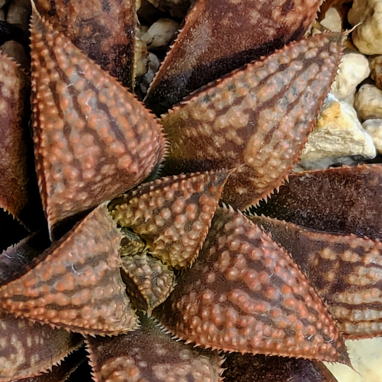 Haworthia  hybrid series PP639 #39