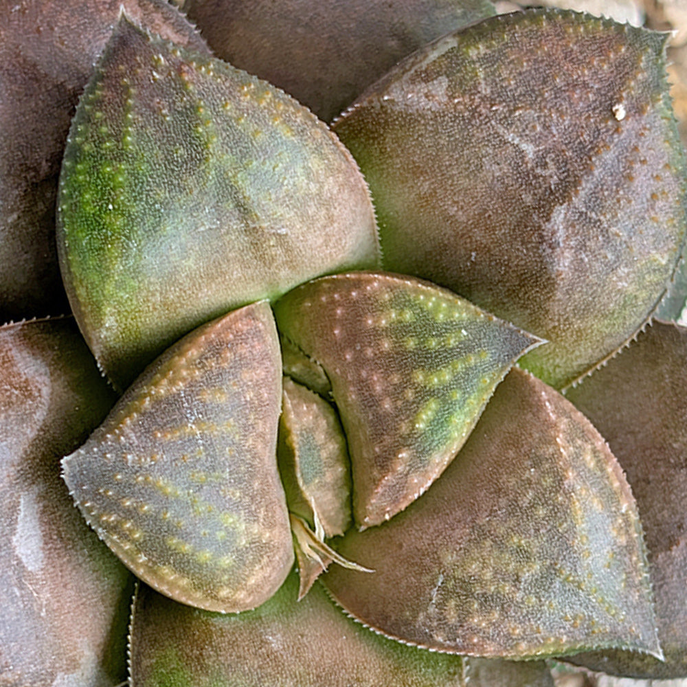 Haworthia PP641  hybrid series #39