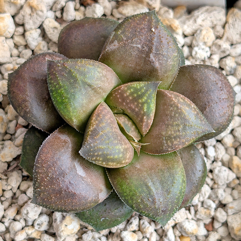 Haworthia PP641  hybrid series #39