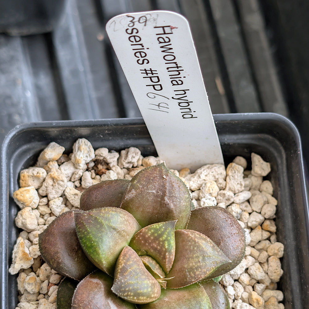 Haworthia PP641  hybrid series #39