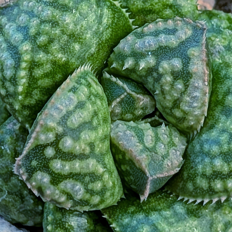 Haworthia PP669 hybrid series #39