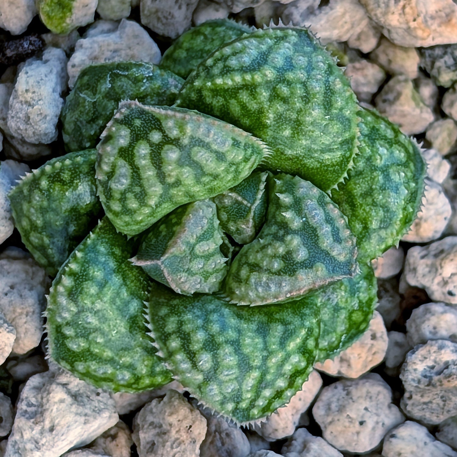 Haworthia PP669 hybrid series #39