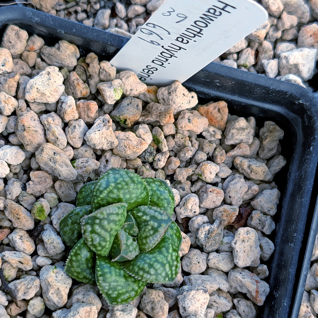 Haworthia PP669 hybrid series #39