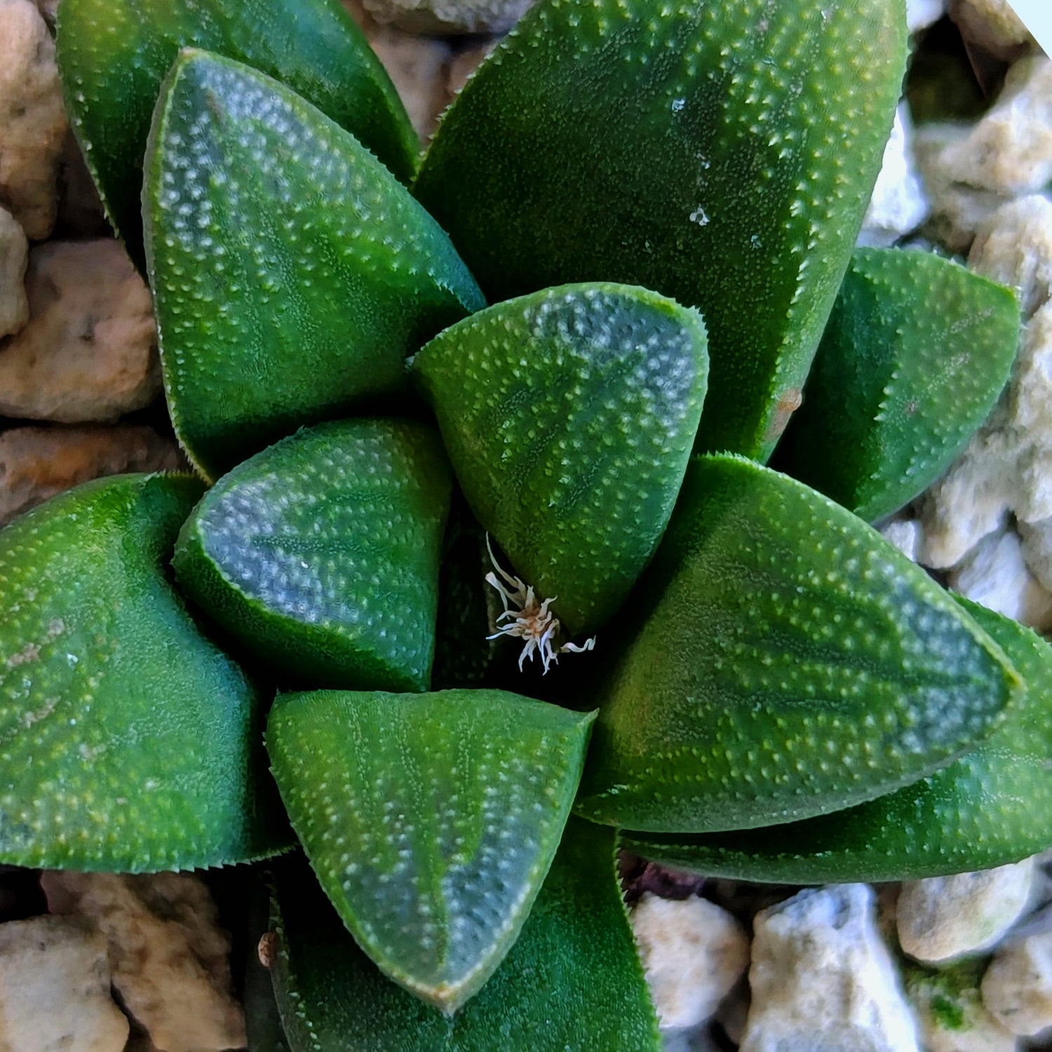 Haworthia PP576 hybrid series #4