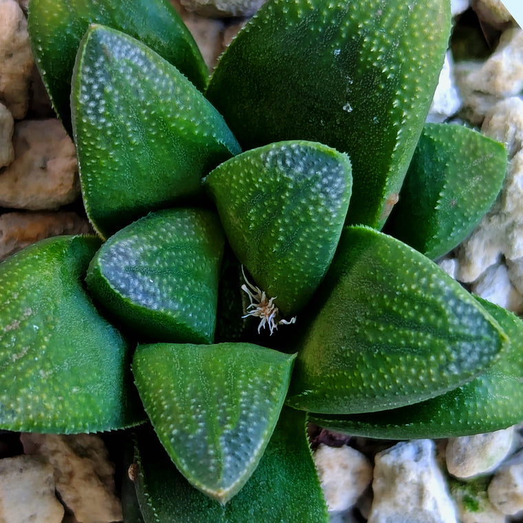 Haworthia PP576 hybrid series #4