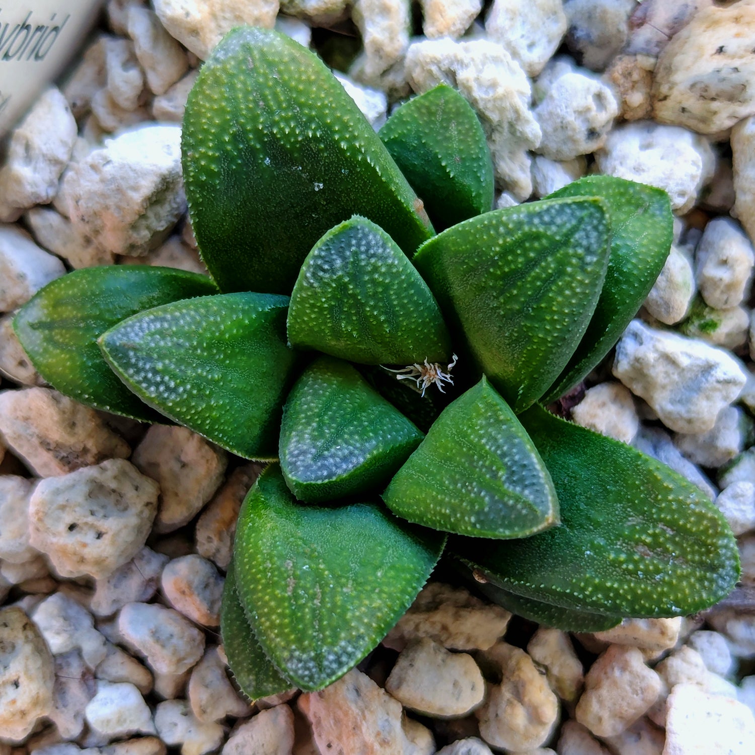 Haworthia PP576 hybrid series #4
