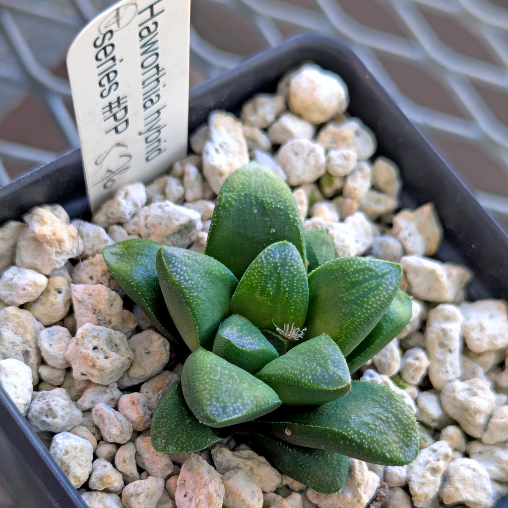 Haworthia PP576 hybrid series #4