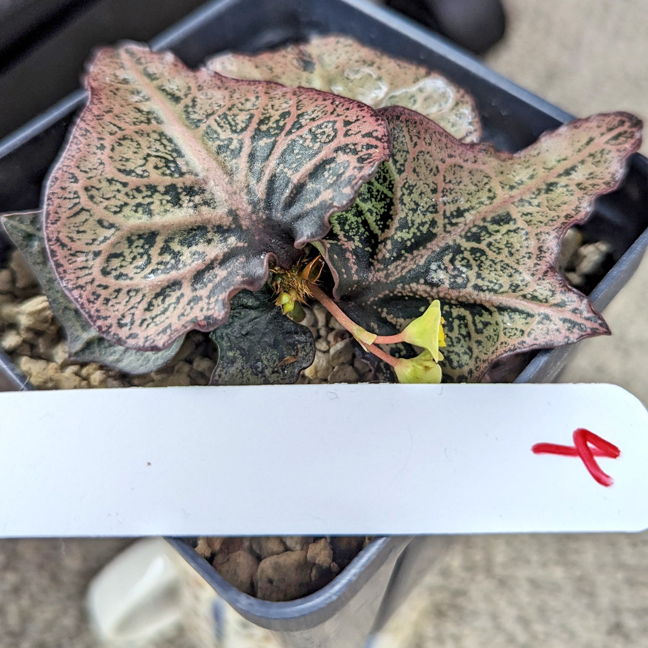 Euphorbia francoisii #4 SOLD OUT