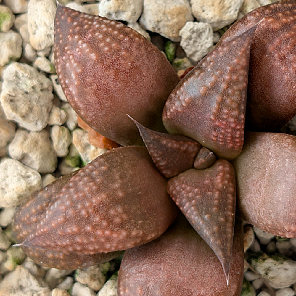 Haworthia PP619 hybrid series #4