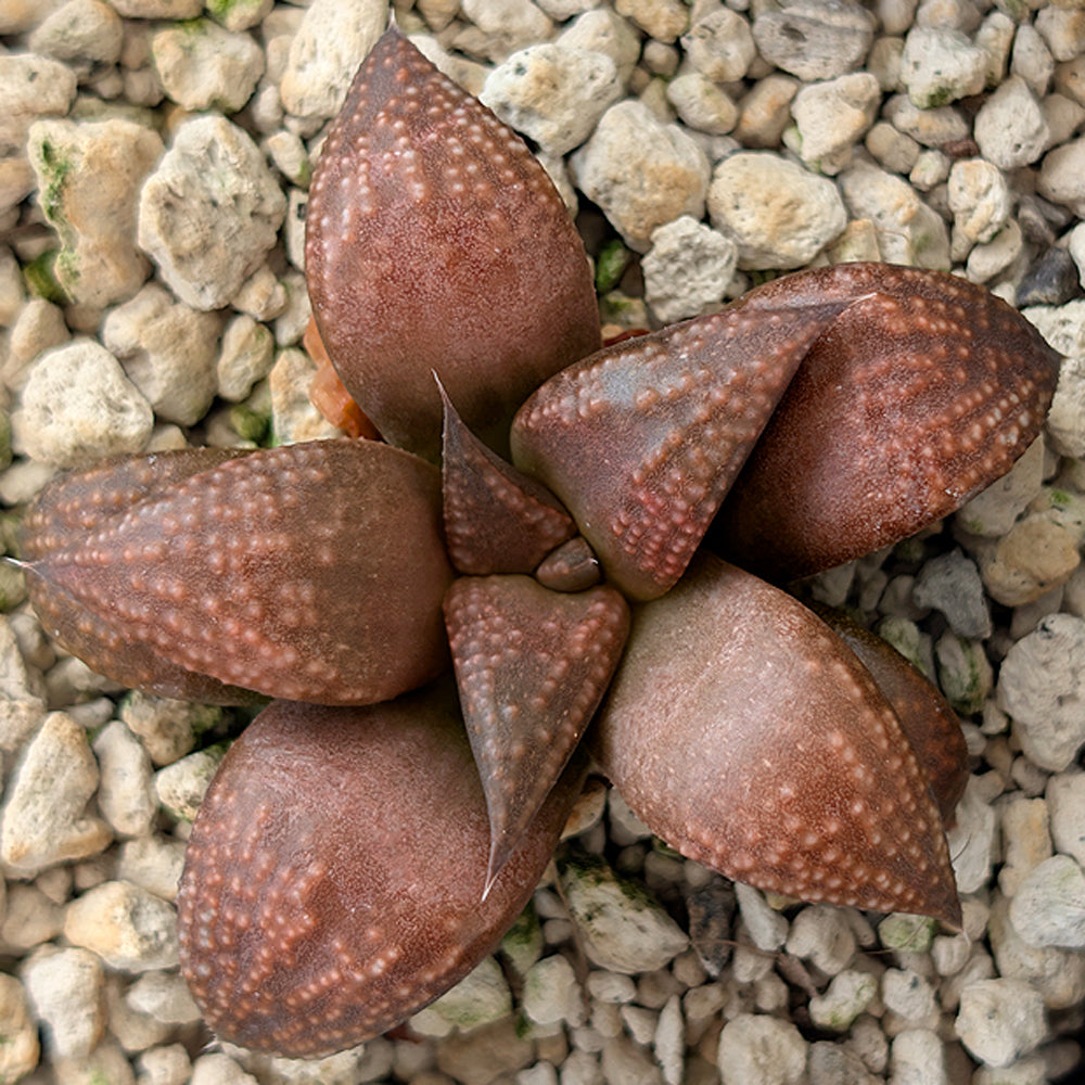 Haworthia PP619 hybrid series #4