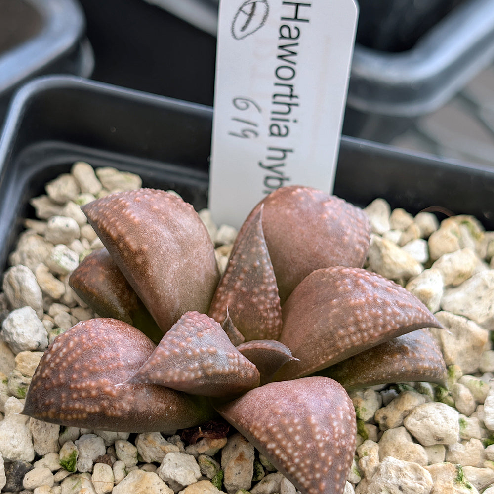 Haworthia PP619 hybrid series #4