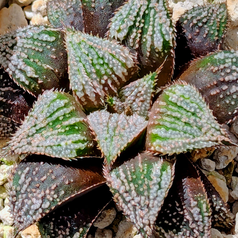 Haworthia  hybrid series PP611  #4
