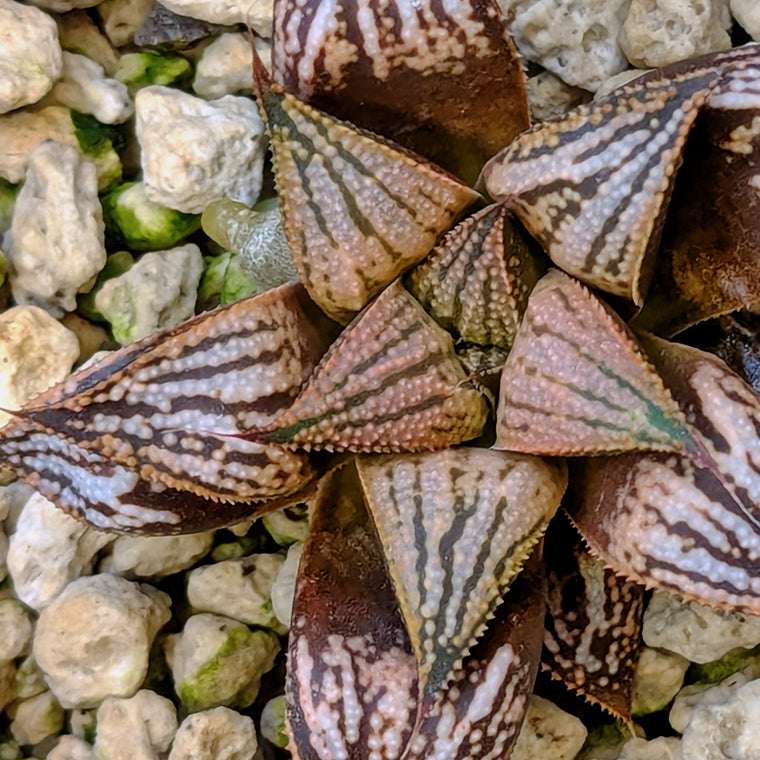 Haworthia PP614 hybrid series #4