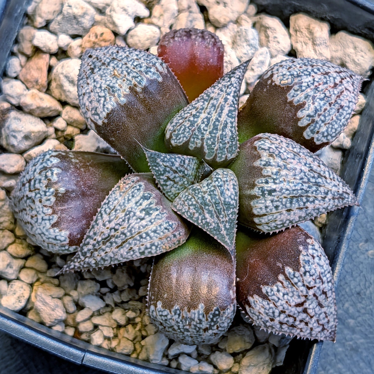 Haworthia splendens "Pink Lady" x Scarlet Begonias hybrid series PP375 #4