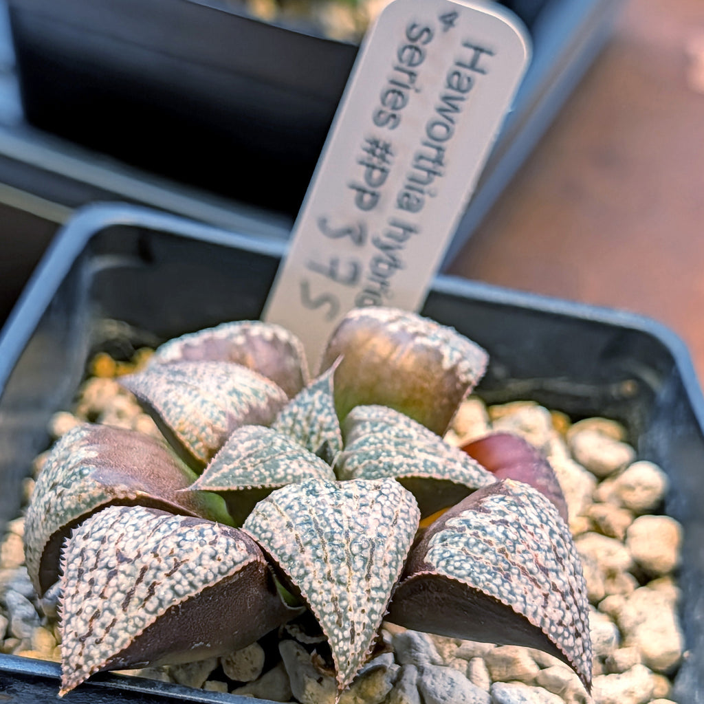 Haworthia splendens "Pink Lady" x Scarlet Begonias hybrid series PP375 #4