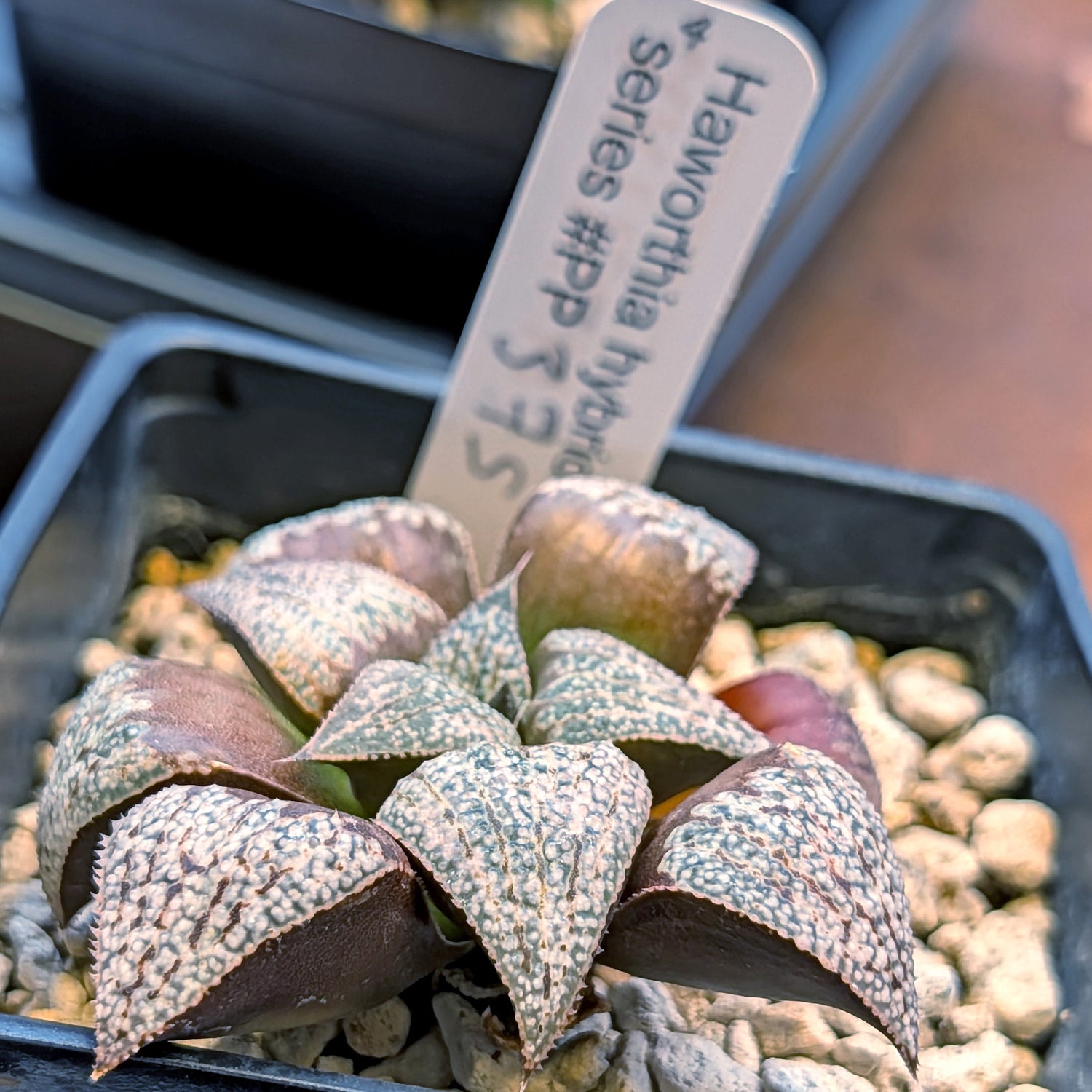 Haworthia splendens "Pink Lady" x Scarlet Begonias hybrid series PP375 #4