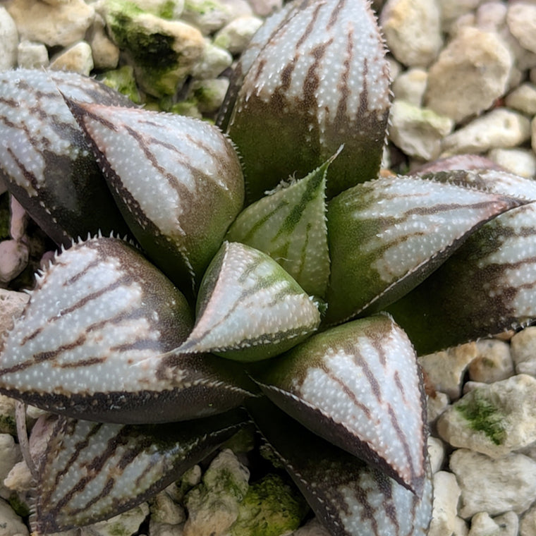 Haworthia PP557hybrid series #4