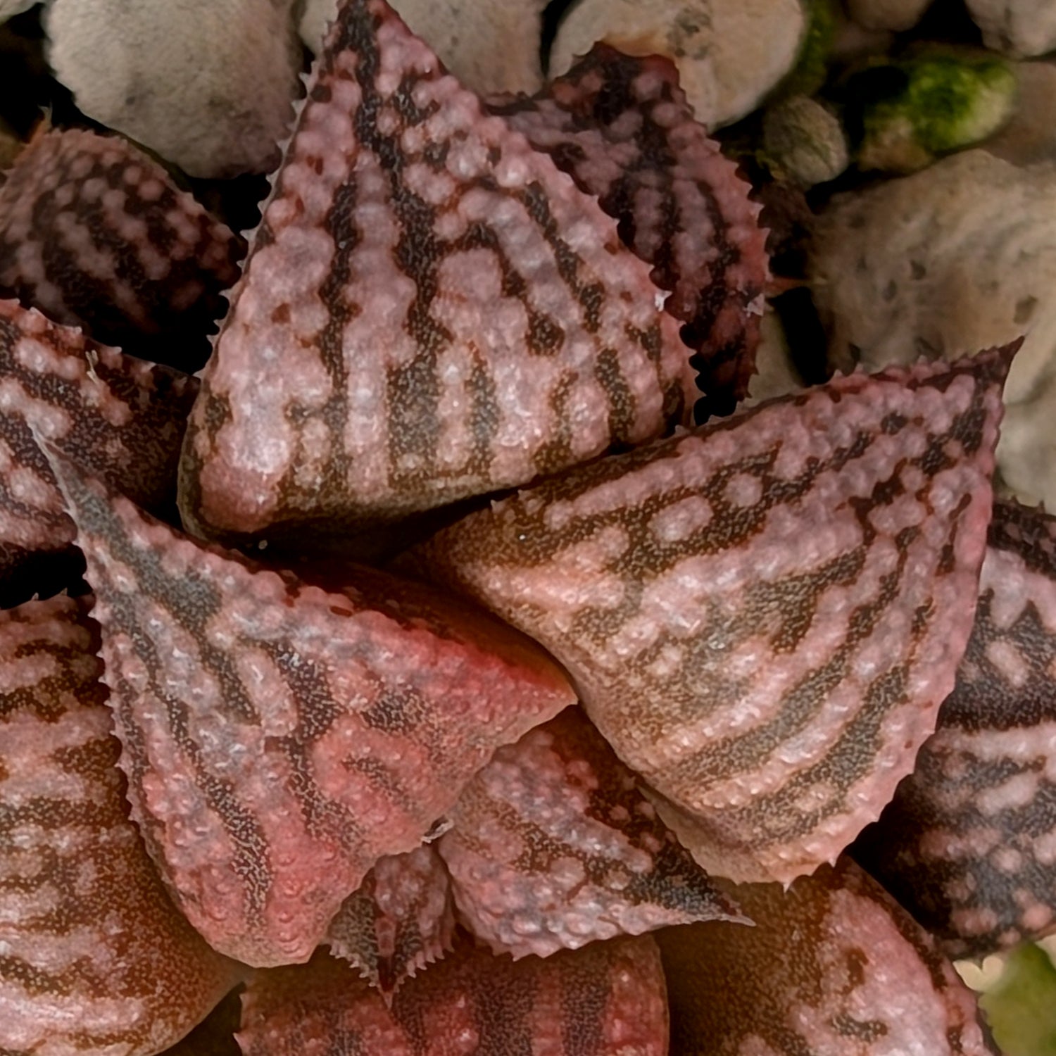 Haworthia  hybrid series PP573 #4
