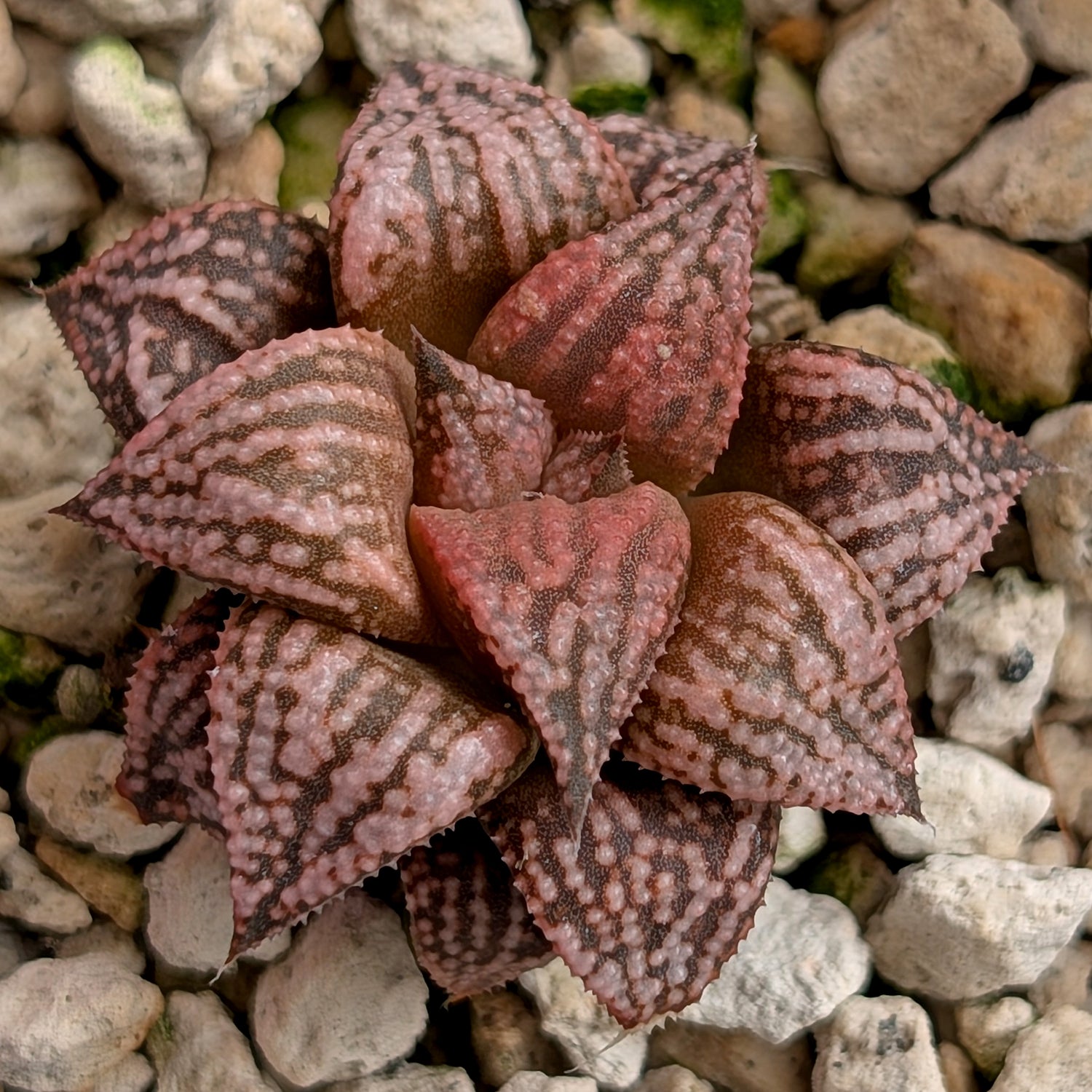 Haworthia  hybrid series PP573 #4