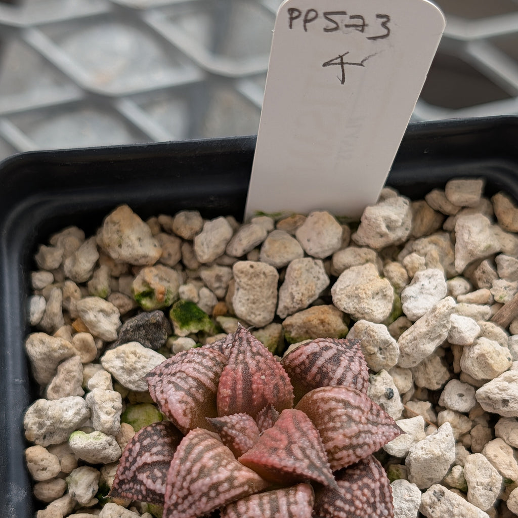 Haworthia  hybrid series PP573 #4